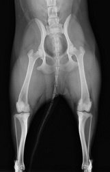 膝蓋骨内包脱臼のレントゲン